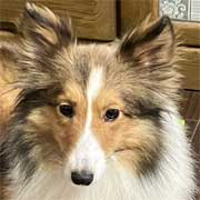 �����F�~���L�[