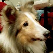 �����F�V���o